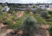 Urban land for sale on carrer Tamarell, Marratxinet, ref: TR231557 photo