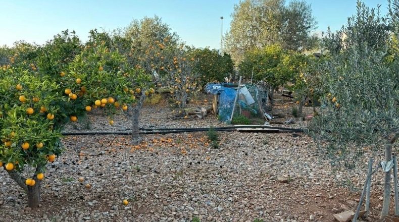 Balearic Islands - Marratxinet - 972m2
