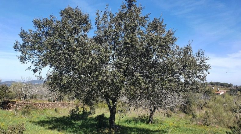 Badajoz - Badajoz - 150000m2