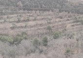 Terreno no urbanizable en venta en la Carrer Únic del Claverol, Claverol, ref: TR231587 foto