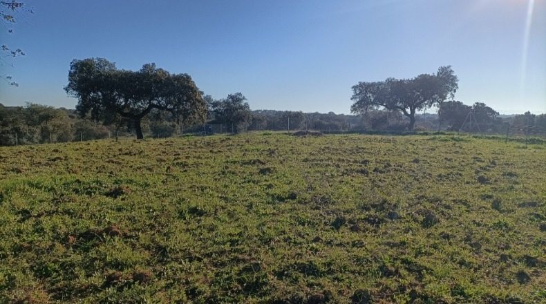 Badajoz - Badajoz - 1200m2