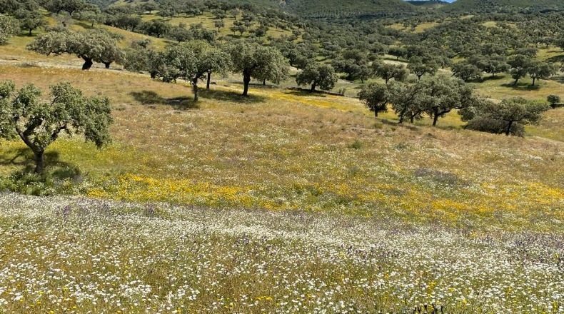 Badajoz - Palomas - 1250000m2