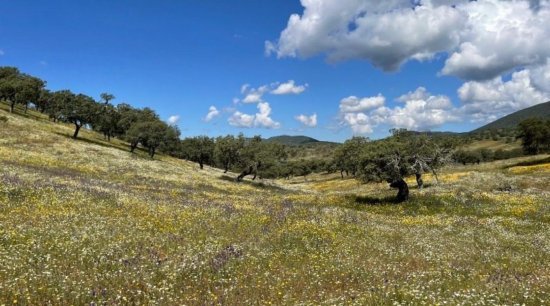Badajoz - Palomas - 1250000m2