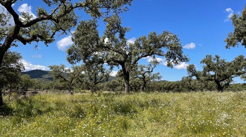 Badajoz - Palomas - 1250000m2
