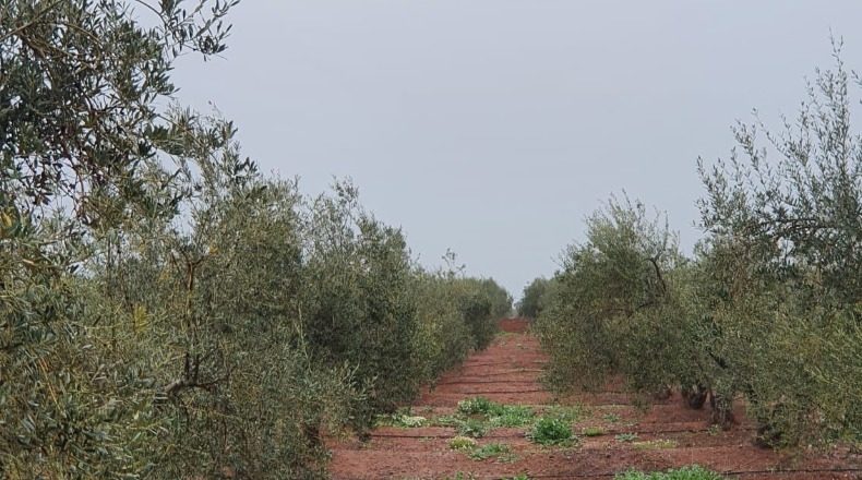 Badajoz - La Albuera - 800000m2