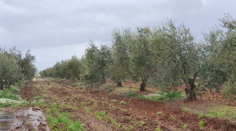 Badajoz - La Albuera - 800000m2