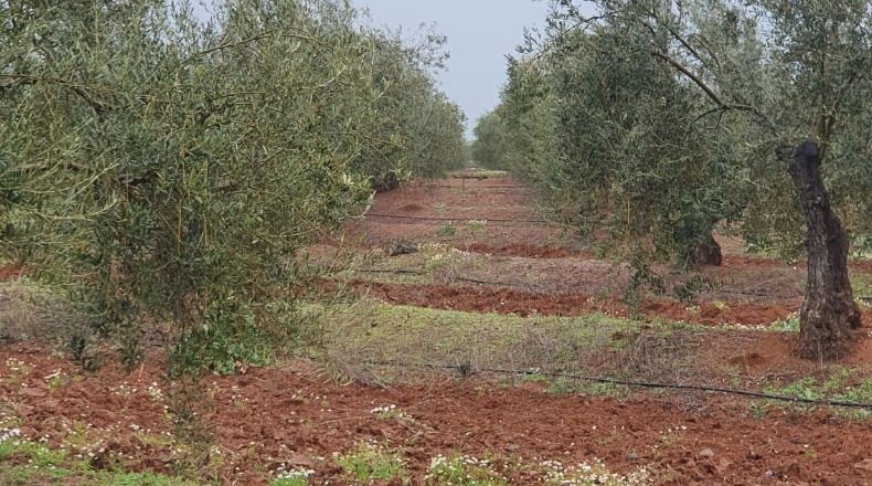 Badajoz - La Albuera - 800000m2