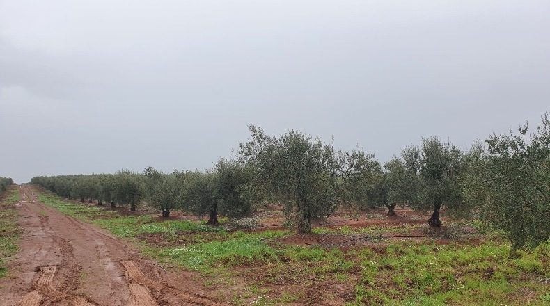 Badajoz - La Albuera - 800000m2
