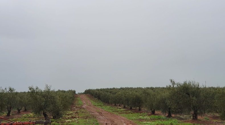Badajoz - La Albuera - 800000m2