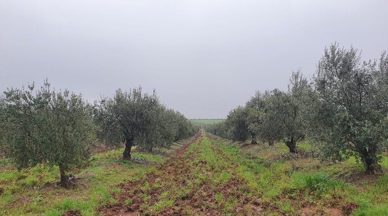 Badajoz - La Albuera - 800000m2