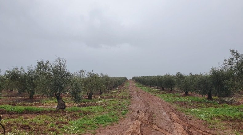 Badajoz - La Albuera - 800000m2