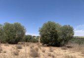 Parcel·la urbanitzable en venda a la Calle Cedro, Olías del Rey, ref.: TR231745 foto