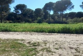 Villamanrique de la Condesa 85000&nbsp;m² 