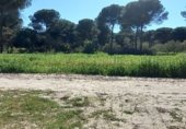 Non-developable land for sale on Camino del Llano, Villamanrique de la Condesa, ref: TR231683 photo