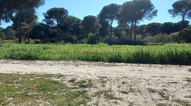 Sevilla - Villamanrique de la Condesa - 145000m2