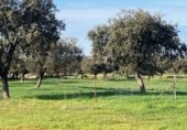 Terreno en venta en la cercas El Gamo, Garbayuela, ref: TR231848 foto