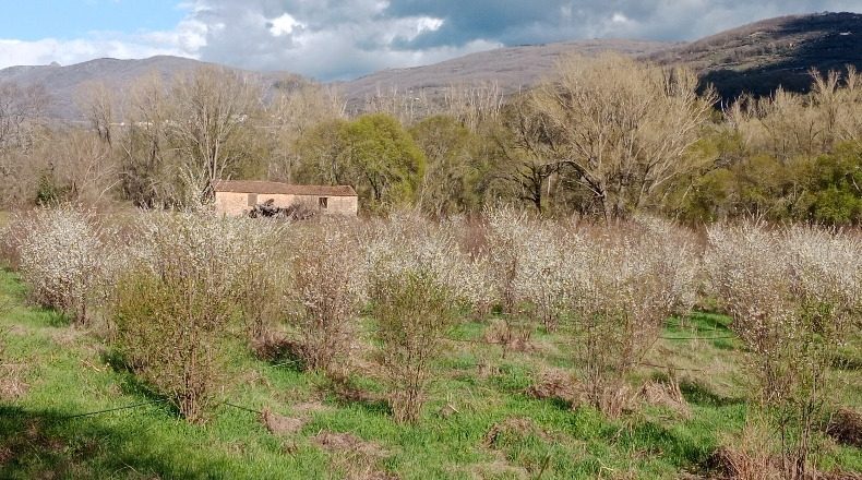 Cáceres - El Torno - 90747m2