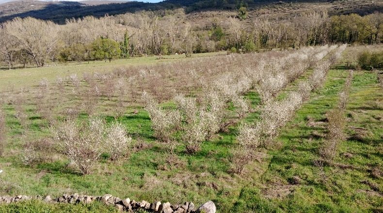 Cáceres - El Torno - 90747m2