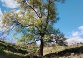 Дом с участком на продажу в городе El Torno Фото