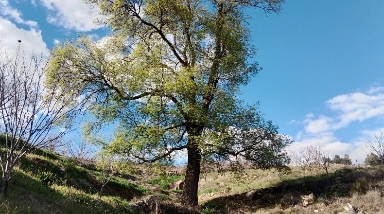Cáceres - El Torno - 90747m2