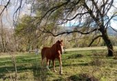 Дом с участком на продажу в городе El Torno Фото