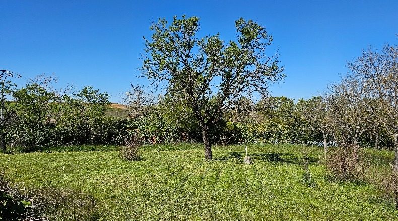 Toledo - Albarreal de Tajo - 2500m2