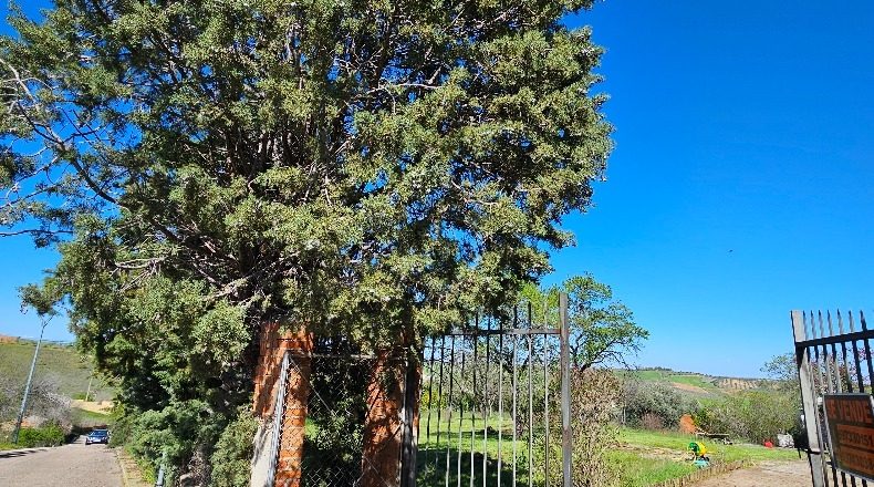 Toledo - Albarreal de Tajo - 2500m2
