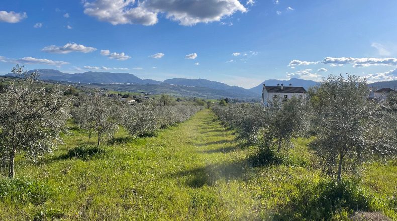 Malaga - Arriate - 67399m2