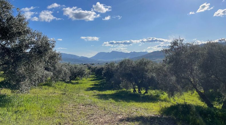 Malaga - Arriate - 67399m2