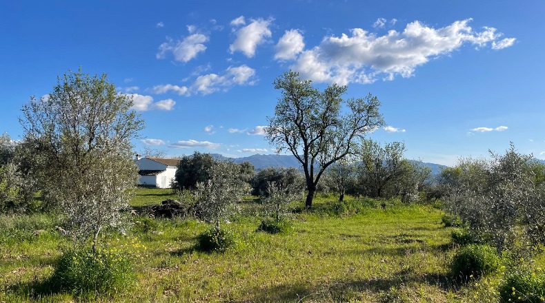 Malaga - Arriate - 67399m2