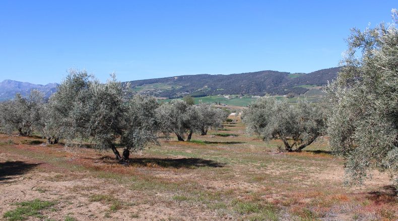 Malaga - Arriate - 67399m2
