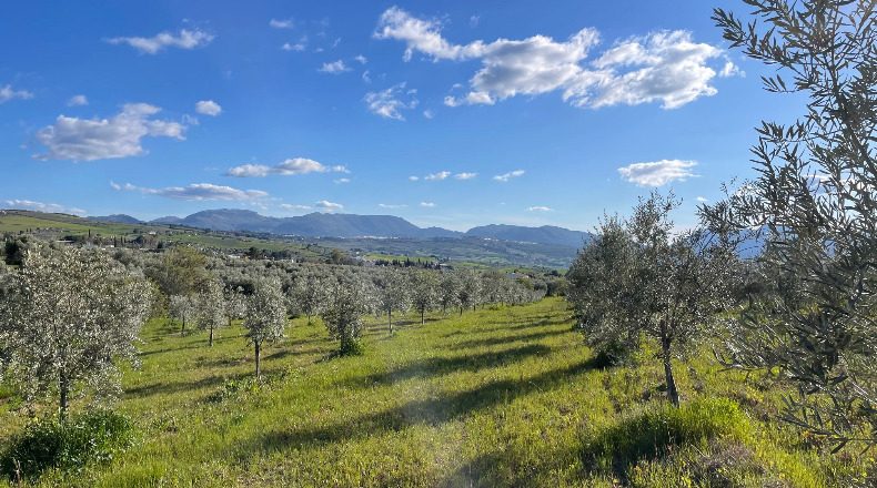 Malaga - Arriate - 67399m2