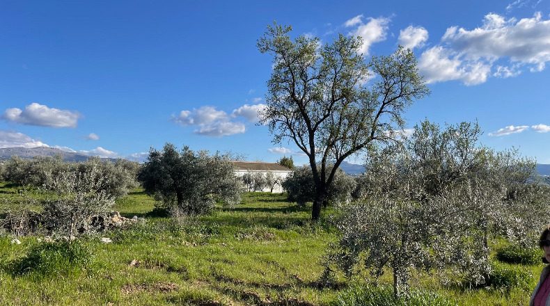 Malaga - Arriate - 67399m2
