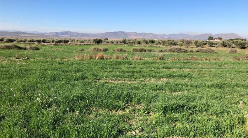 Albacete - Tobarra - 25000m2