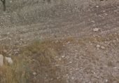 Non-developable land for sale on RM-427, Jumilla, ref: TR232143 photo
