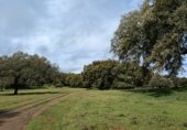 Stone house with land for sale on N-432, La Parra, ref: TR232145 photo