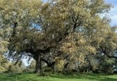 Stone house with land for sale on N-432, La Parra, ref: TR232145 photo