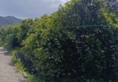 Non-developable land for sale on Camí de la Solana, Alzira, ref: TR232469 photo