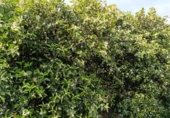 Non-developable land for sale on Camí de la Solana, Alzira, ref: TR232469 photo