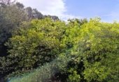 Non-developable land for sale on Camí de la Solana, Alzira, ref: TR232469 photo