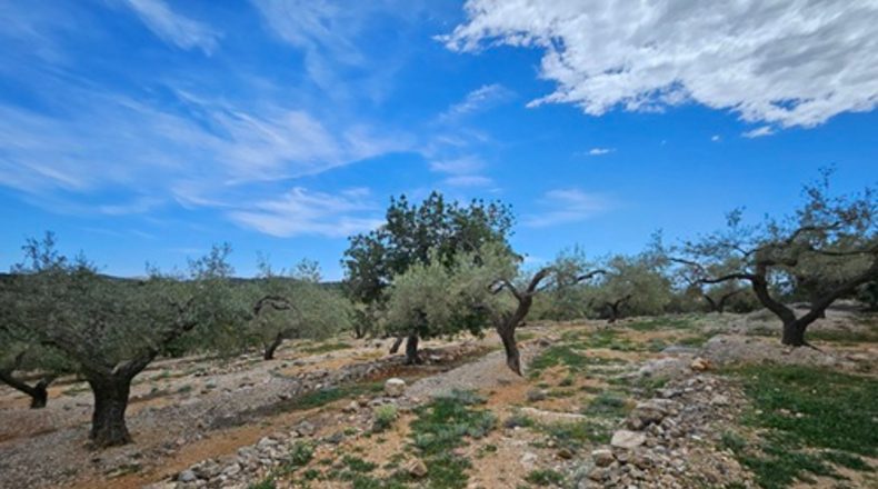 Tarragona - el Perelló - 2000m2