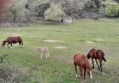 Rural estate for sale on AV-924, Candeleda, ref: TR232488 photo