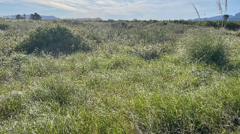 Valencia - Polinyà de Xúquer - 8500m2