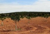 Rural estate for sale on CM-3119, Villarrobledo, ref: TR232635 photo