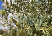 Non-developable land for sale on Cno. Mezalocha - Muel, Mezalocha, ref: TR232975 photo