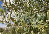 Non-developable land for sale on Cno. Mezalocha - Muel, Mezalocha, ref: TR232975 photo