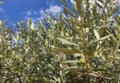 Non-developable land for sale on Cno. Mezalocha - Muel, Mezalocha, ref: TR232975 photo
