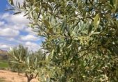 Non-developable land for sale on Cno. Mezalocha - Muel, Mezalocha, ref: TR232975 photo