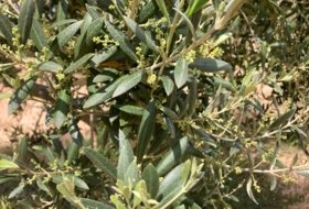 Mezalocha 4000&nbsp;m² 