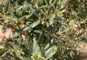 Non-developable land for sale on Cno. Mezalocha - Muel, Mezalocha, ref: TR232975 photo